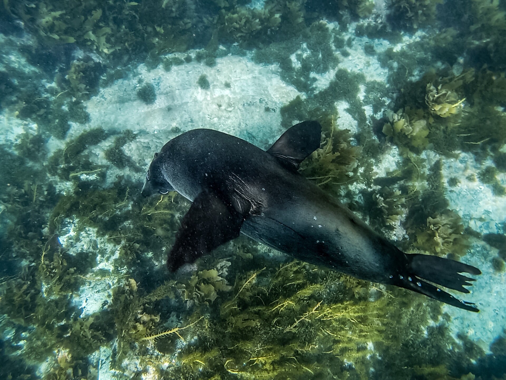 Seal, Kangaroo Island