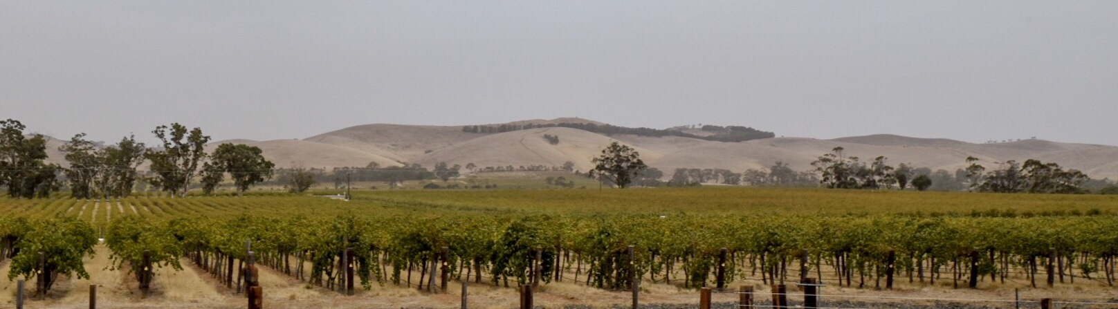 One of the beautiful wineries in the Barossa