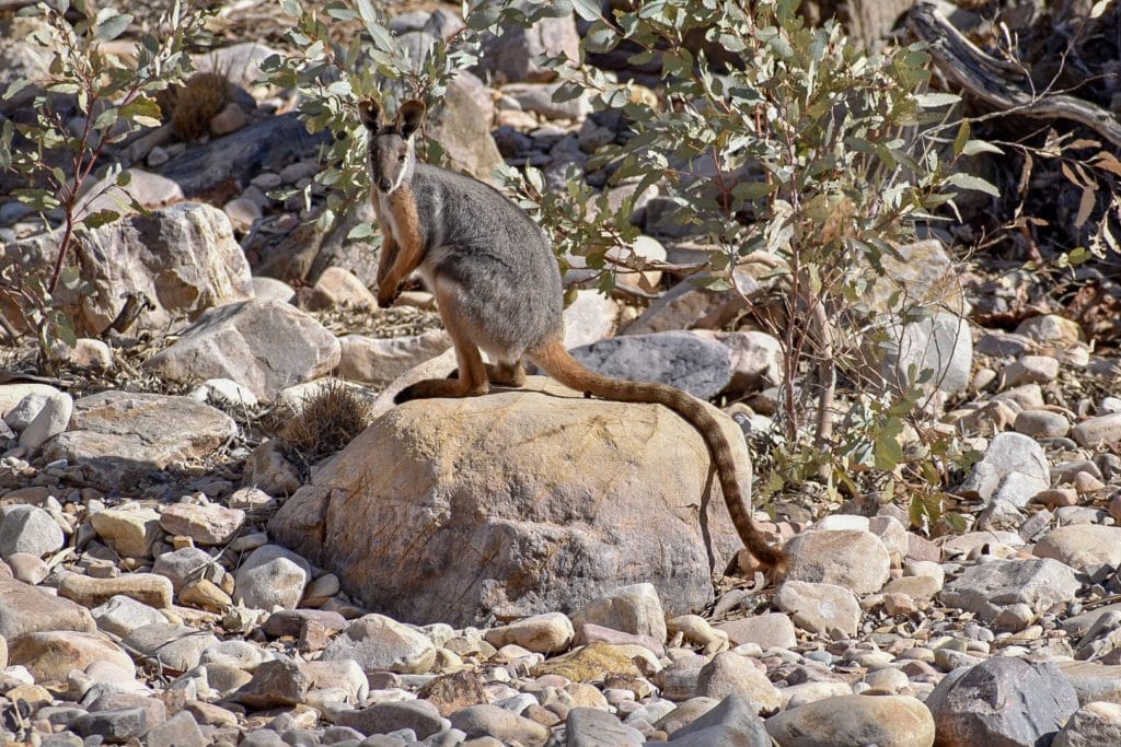 Yellow Footed Rock Wallaby