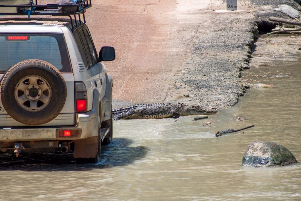 An SUV sits in the middle of a river crossing as a crocodile makes its way across in front of the car