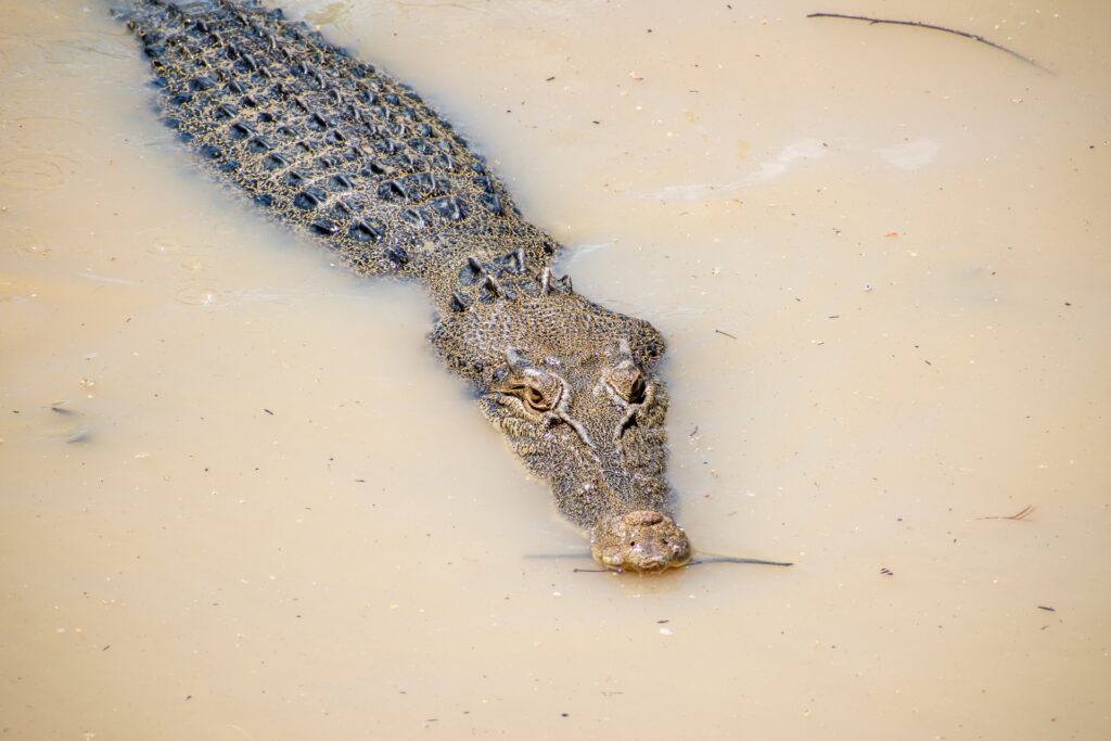 A large, estuarine crocodile swims in murky brown water