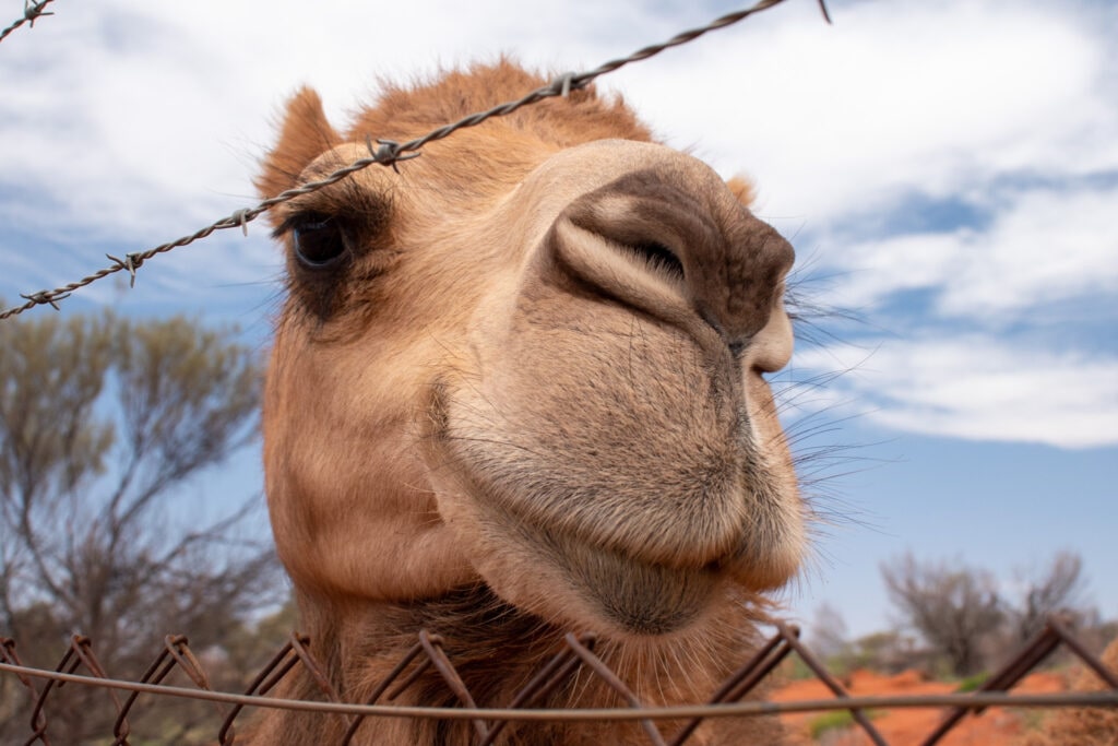 A closeup photo of a camel looking through a barbed wire fence