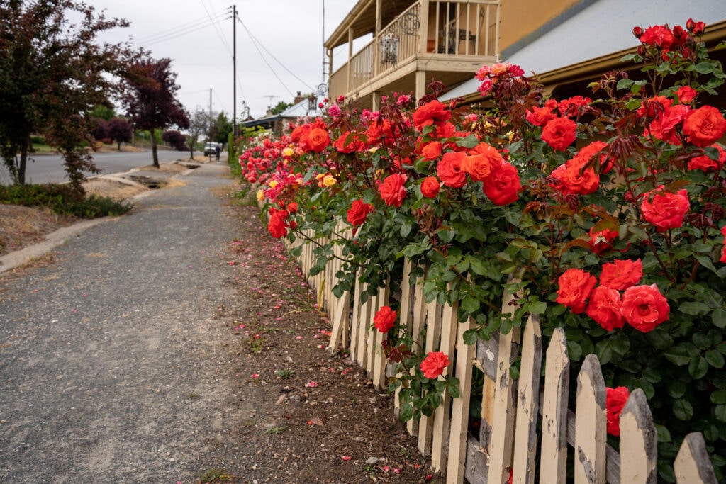 A white picket fence adorned with red roses lines a gravel footpath in a small country town street