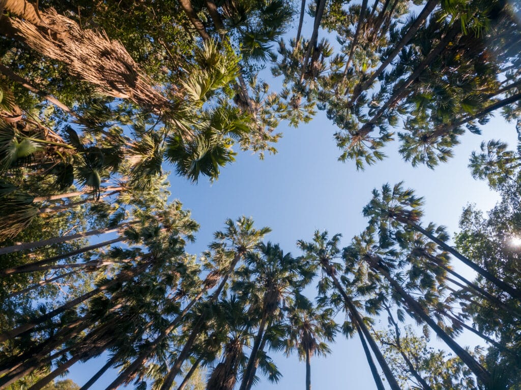 A view from the ground looking up of tall palm trees and blue sky