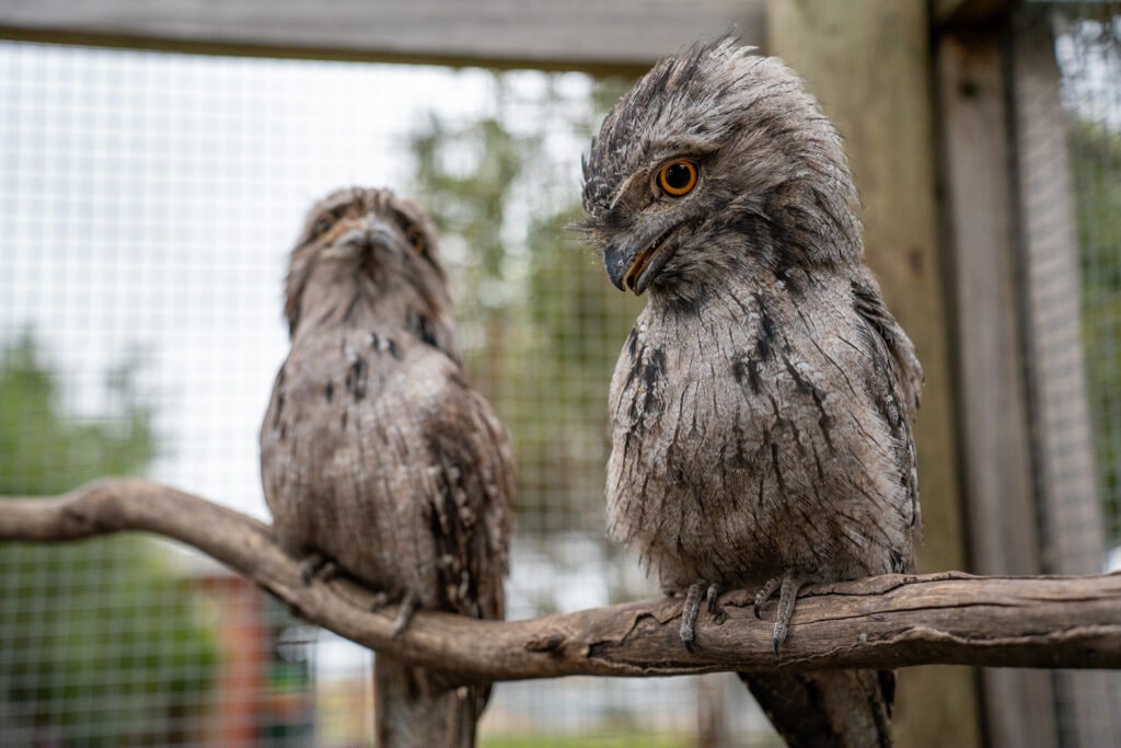 Two Tawny Frogmouths sit perched on a branch in an enclosure