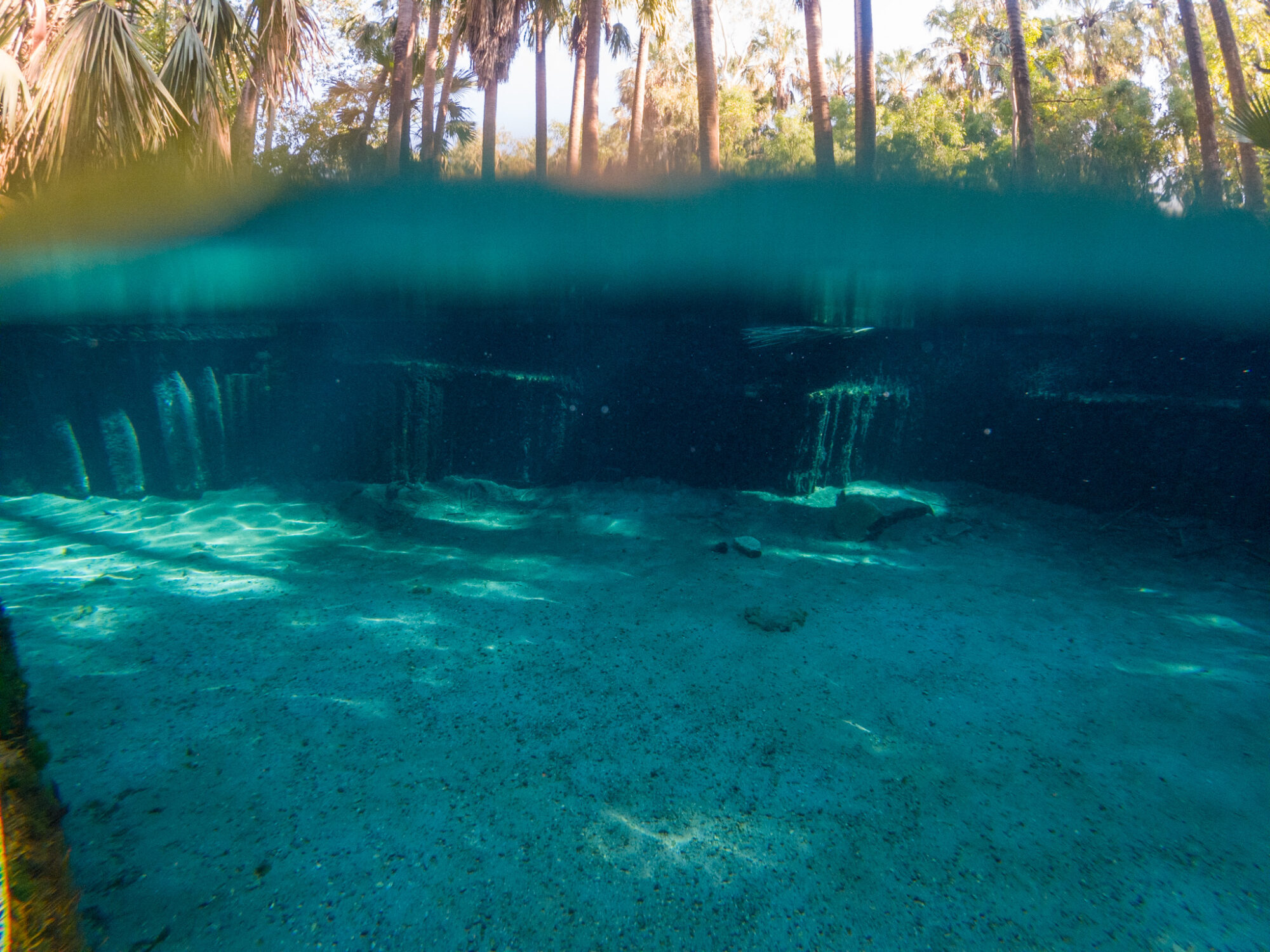 A view of a waterhole mostly underwater showing the clearness of the water, and a bit of view of the surface with a palm tree forest