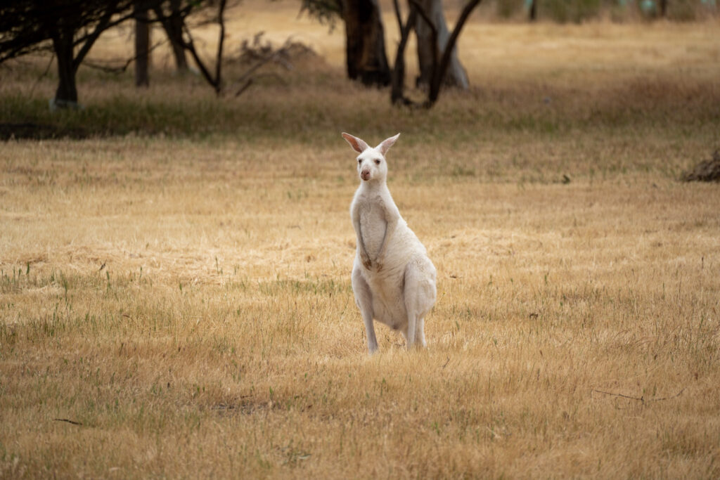 A white kangaroo stands upright in a field of yellow grass with trees in the distance