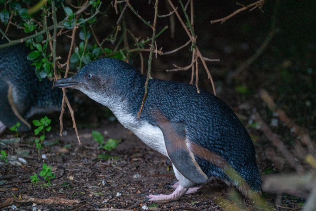 A photo of a Little Penguin from side on as it stands underneath the twigs of a shrub, with another penguin out of focus in the background, in Lillico Beach, Tasmania, Australia