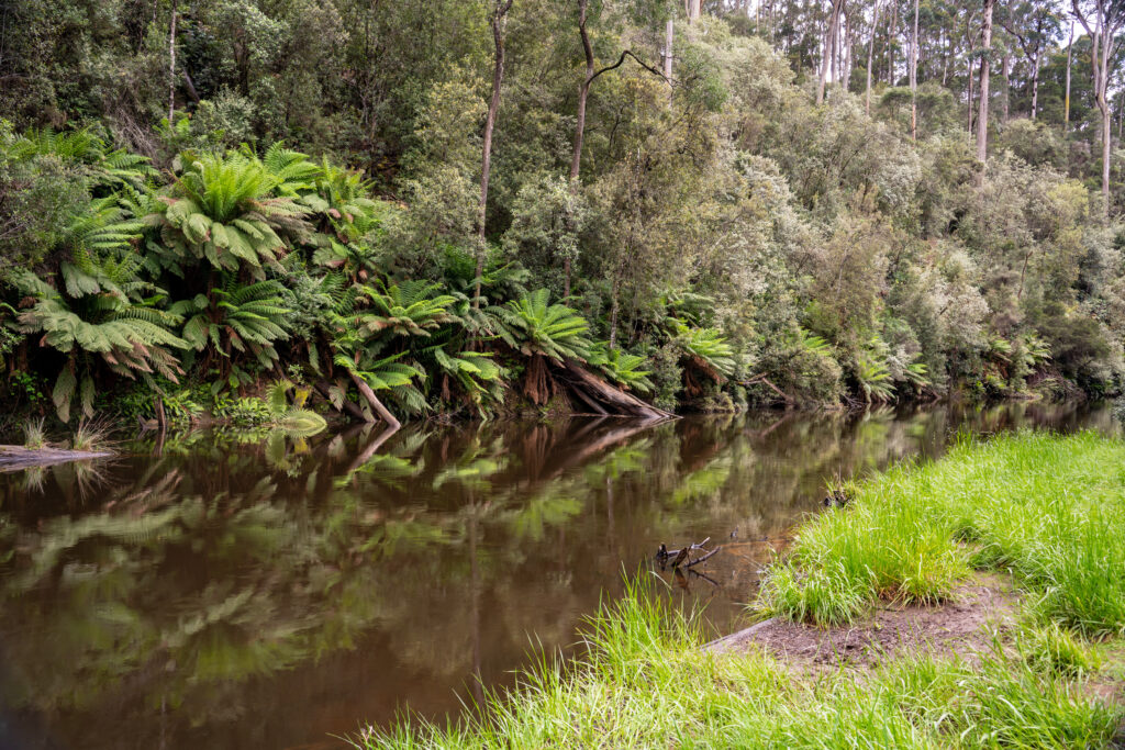 A brown waterway stretches across the frame as it reflects the ferns and trees behind it, and unkempt grass lies in the foreground at Fernglade Reserve in Tasmania, Australia
