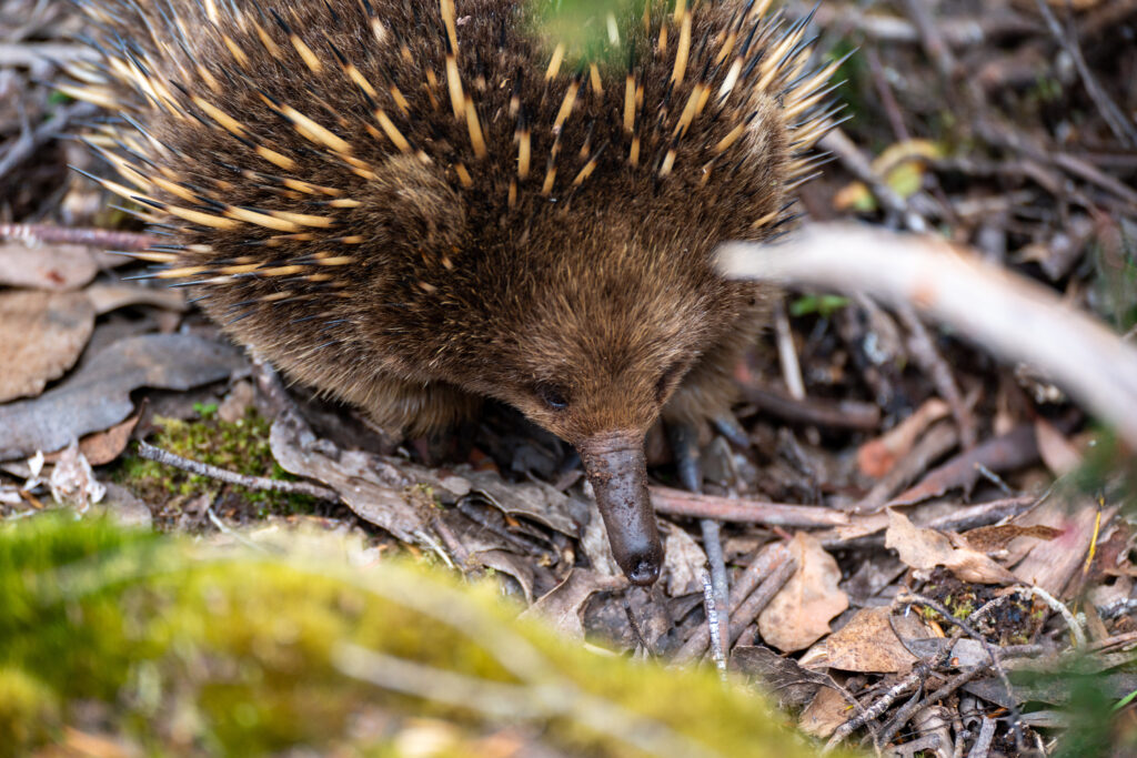 An echidna with its head down searching for food among foliage in Cradle Mountain, Tasmania, Australia