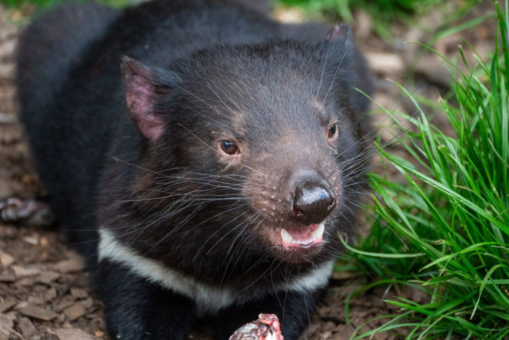 A Tasmanian Devil lies with its mouth slightly ajar at Devils @ Cradle Sanctuary in Tasmania, Australia