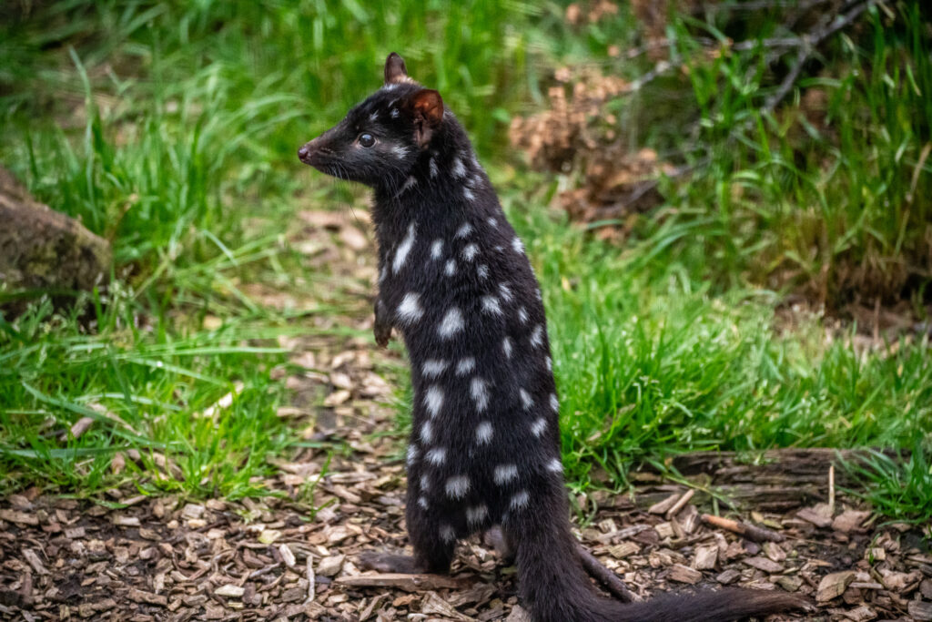 A dark spotted quoll stands up on its hind legs at Devils @ Craddle Sanctuary in Tasmania