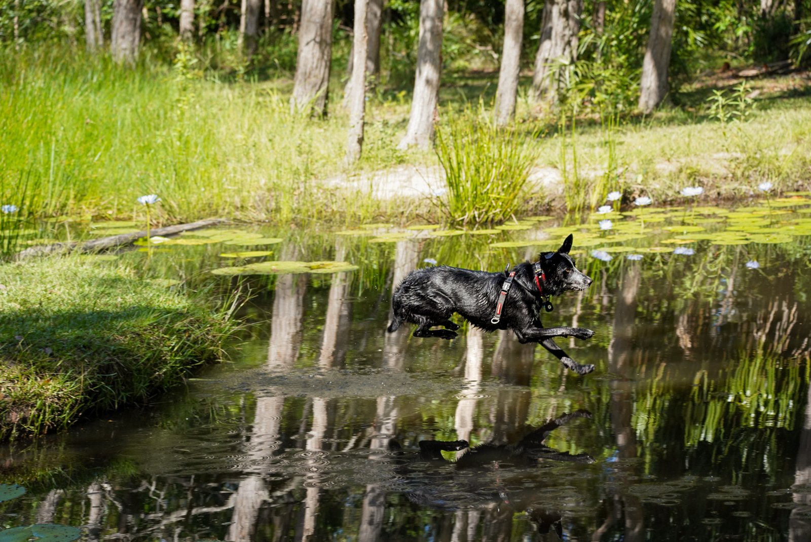 A black dog with a bluey muzzle and black and red harness is jumping into a dam, the photo taken just before he enters the water