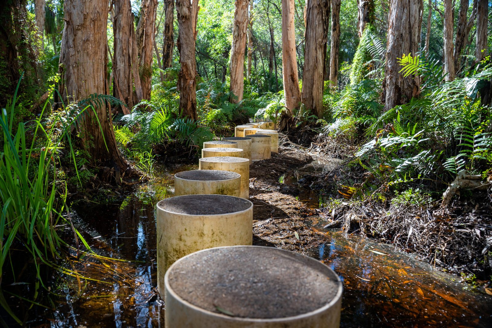 Raised pedestal steps make a trail through a marshy wetland and paperbark trees