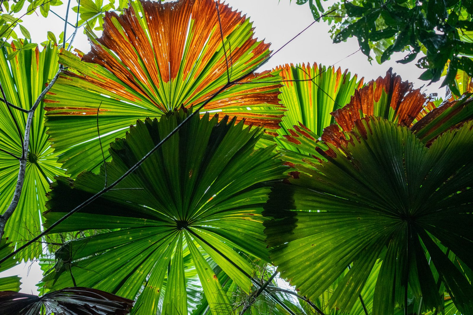 A look from below over Licuala Fan Palms covering an overcast sky