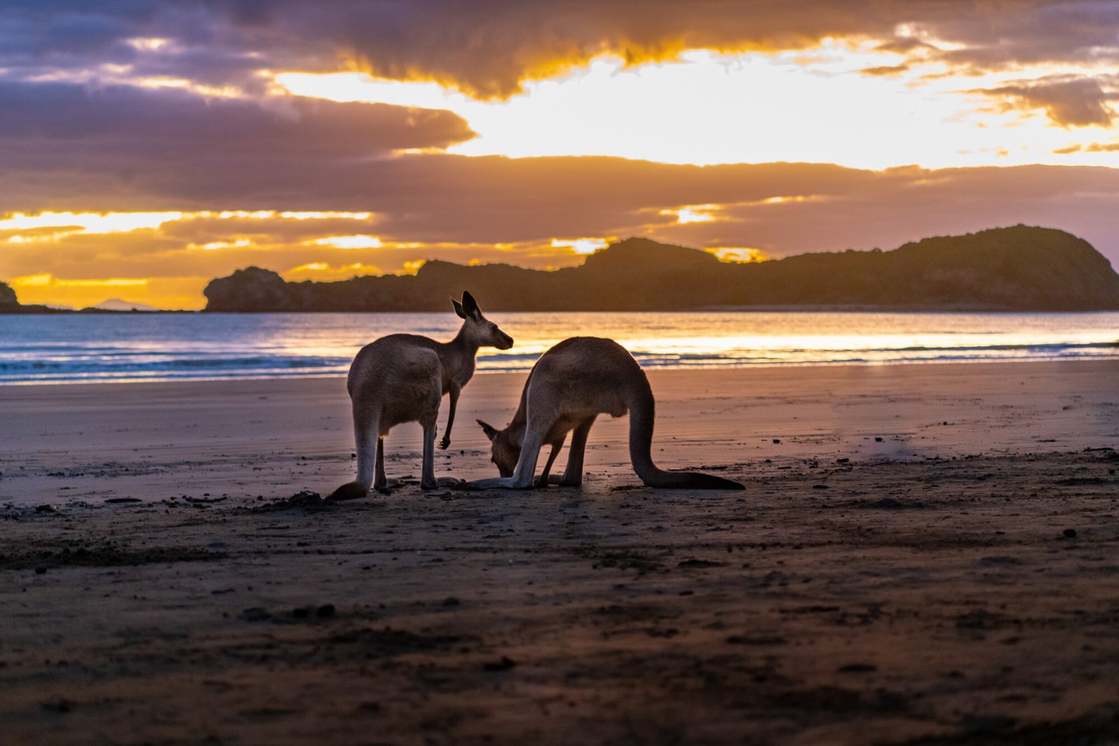 Two kangaroos stand on a beach at sunrise