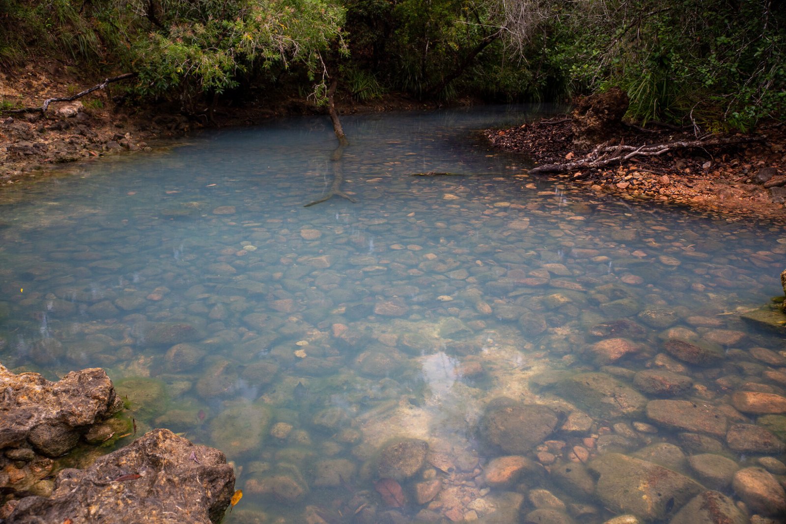A waterway with milky light blue but clear water with a rocky bottom runs into a dense forest