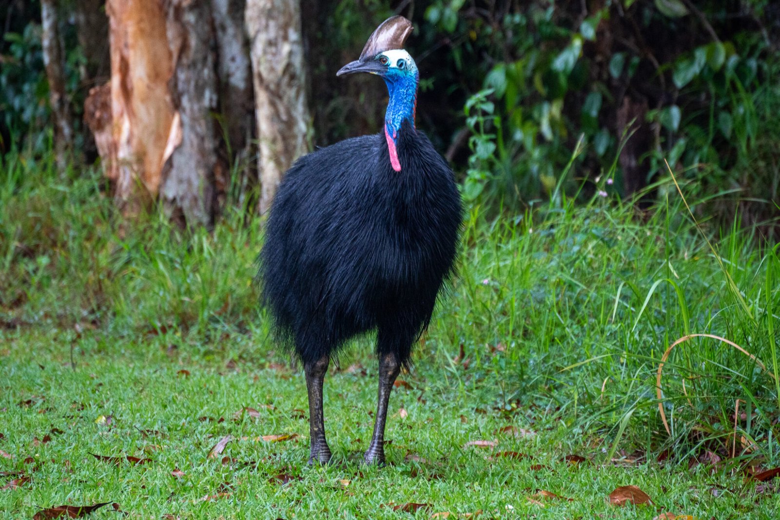 A large cassowary bird stands in grass in front of a dense forest with its head turned to the side