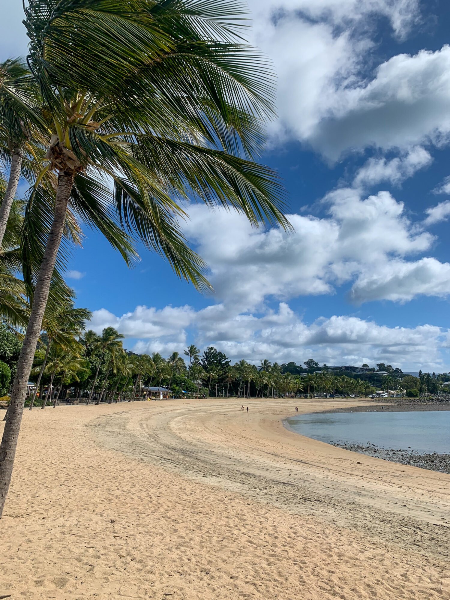 A photo of a palm tree lined beach curving around the frame