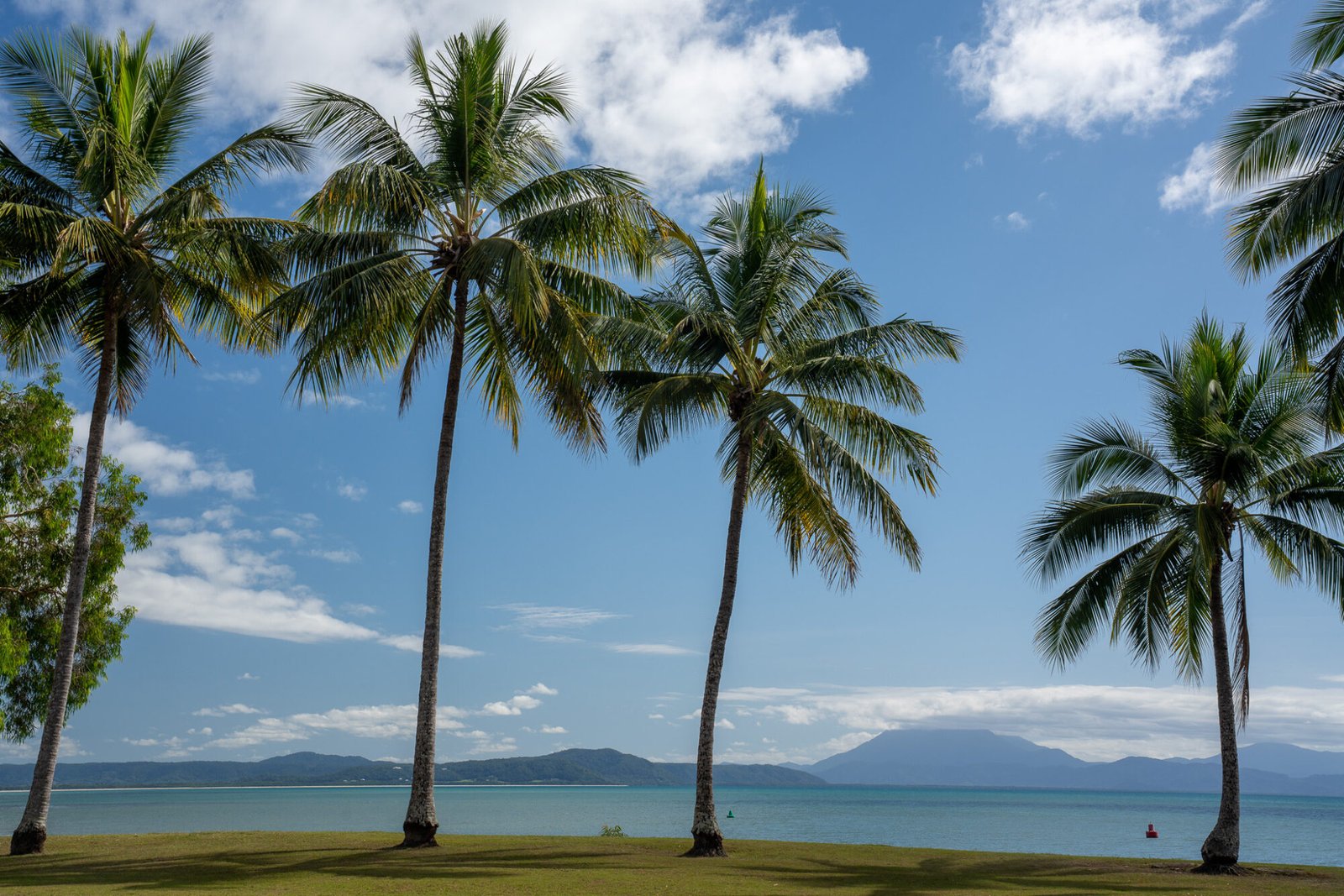 A grassy park lined with tall palm trees overlooks the ocean with large headlands in the distance on a mostly sunny day