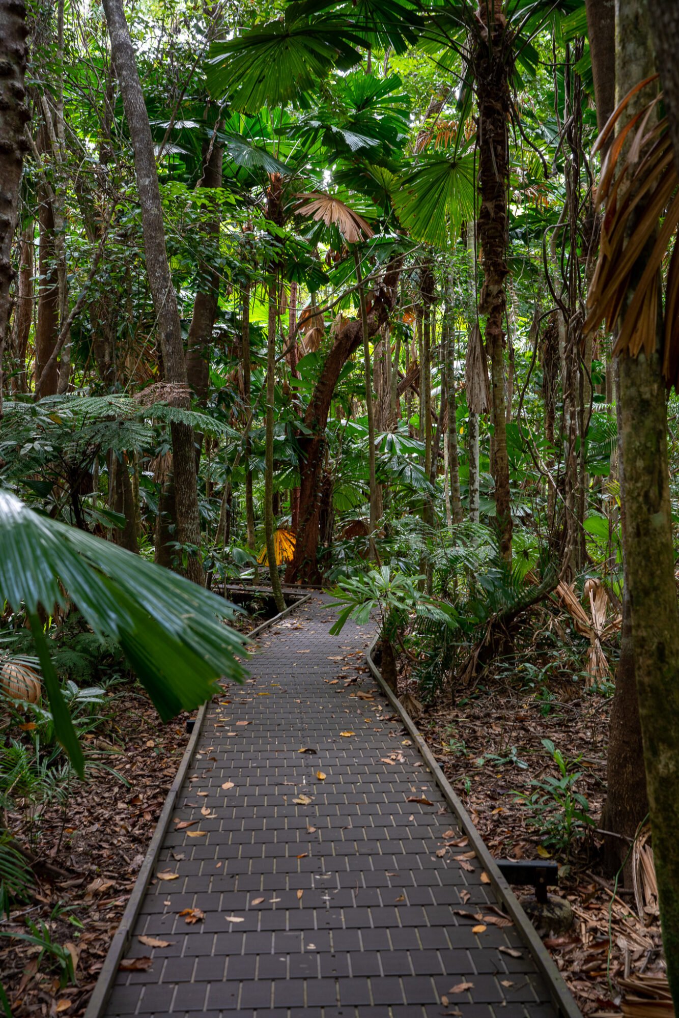 A plastic boardwalk sits atop leaf littered ground as it winds through a lush tropical rainforest