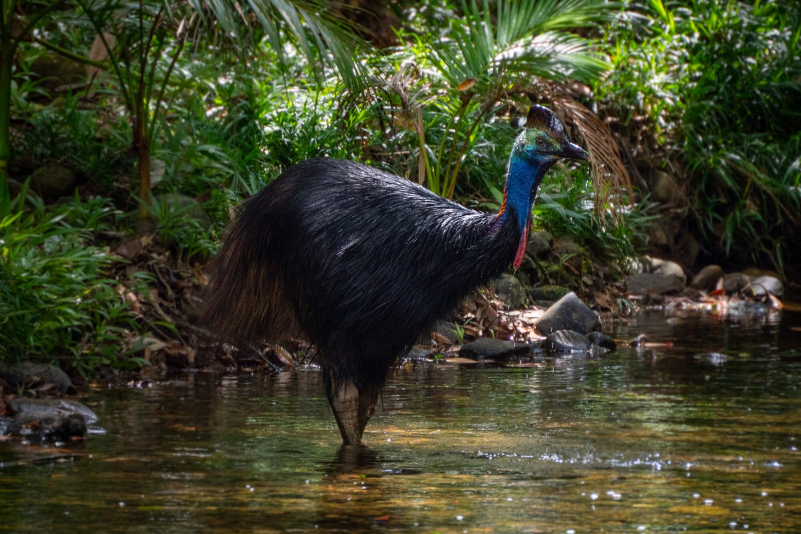 A cassowary stands in a shallow creek with lush vegetation in the background