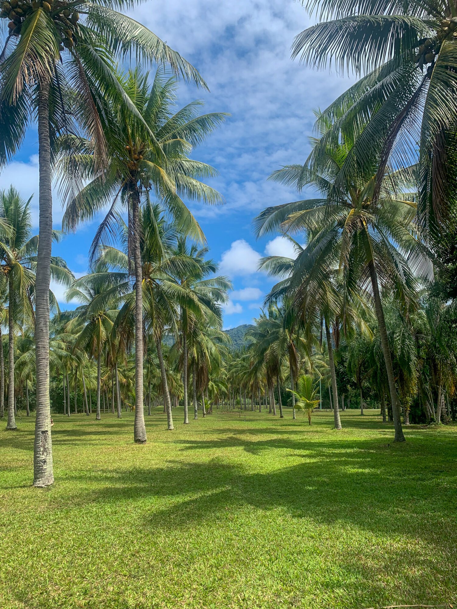 A grassy palm tree reserve has many perfected lined palm trees with green hills in the distance on a partly cloudy day