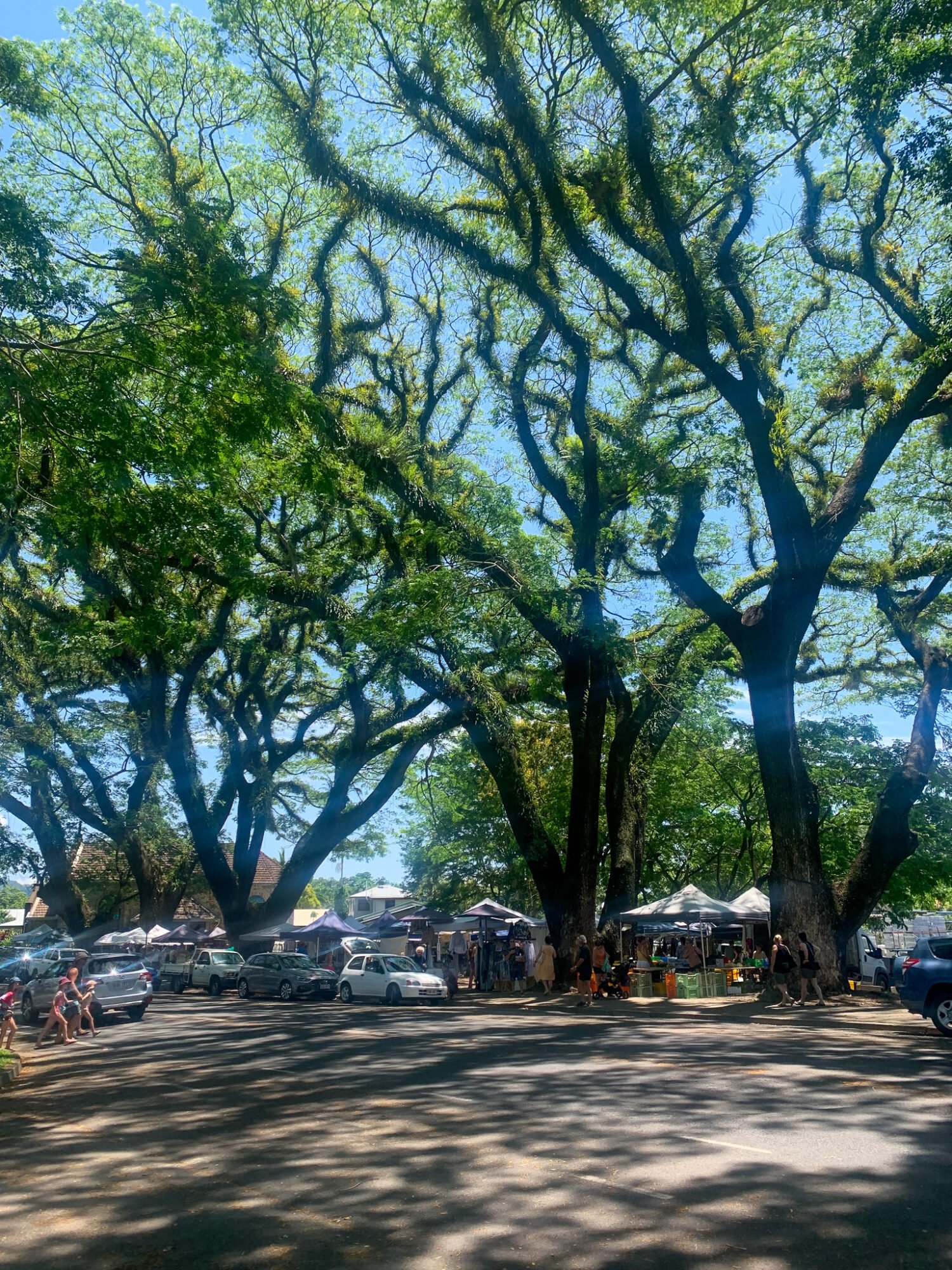 Tall rain trees provide shade over a small country market with an asphalt road in the foreground